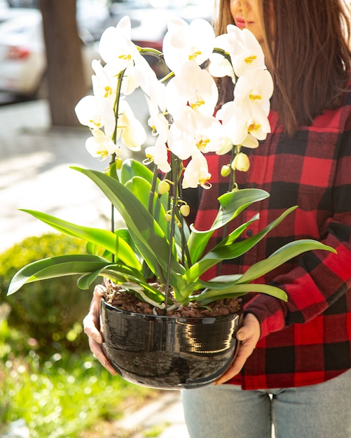 trasplantar orquídea