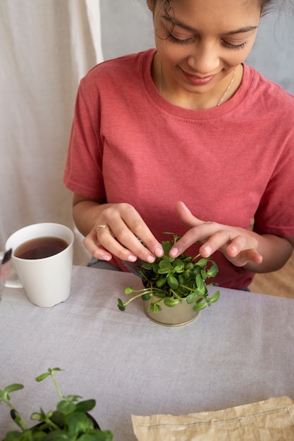 pomadas e infusiones con plantas