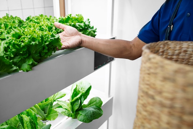 nutrientes huerta hidropónica