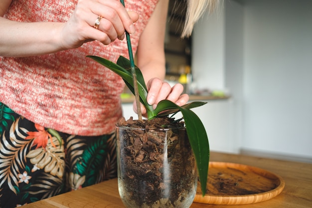plantas multiplicar por esqueje