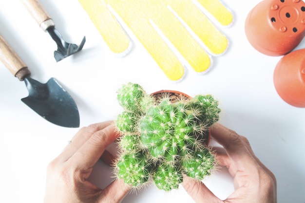 reproducir cactus por esquejes