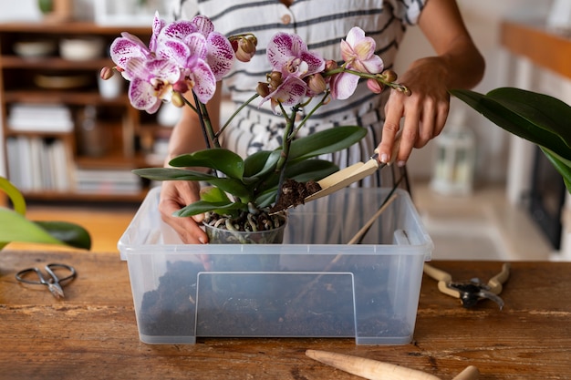 reproducir orquídeas desde esquejes