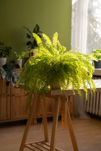 plantas de interior resistentes