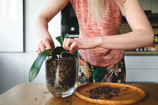 posos de café plantas