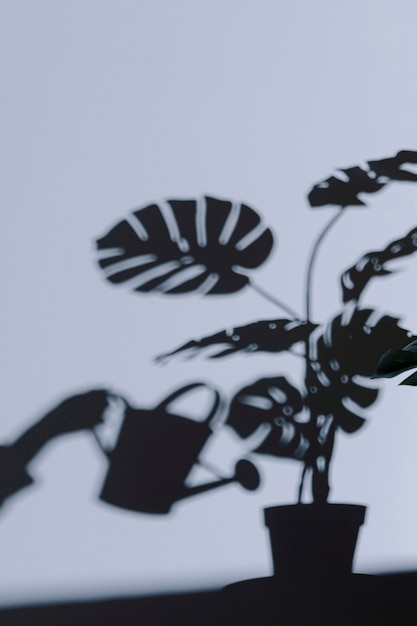 plantas de sombra