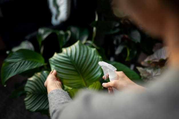 plantas de sombra